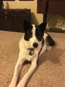 Bubba